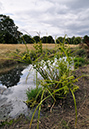 Cyperus_eragrostis_LP0288_09_Croydon_Wandle