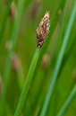 Eleocharis_palustris_LP0217_11_Backside_Common