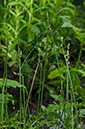 Carex_x_pseudoaxillaris_LP0536_38_Chiddingstone