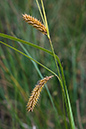 Carex_vesicaria_LP0152_59_Lingfield