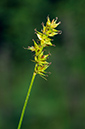 Carex_spicata_LP0313_202_Papercourt_Marshes