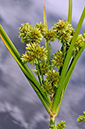Cyperus_eragrostis_LP0288_04_Croydon_Wandle