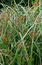 Cyperus_longus_LP0377_65_Hampton_Court