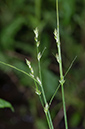 Carex_x_pseudoaxillaris_LP0536_40_Chiddingstone