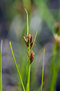 Rhynchospora_fusca_LP0216_18_Thursley