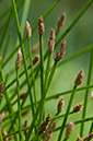 Eleocharis_palustris_LP0217_12_Backside_Common