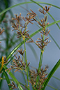 Cyperus_longus_LP0168_35_Dunsfold_Common