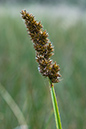 Carex_vulpina_LP0152_62_Lingfield