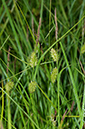 Carex_vesicaria_LP0536_47_Chiddingstone