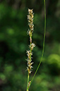 Carex_x_boenninghausiana_LP0271_17_Dry_Hill