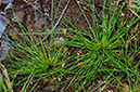 Isolepis_setacea_LP0331_24_Henley_Park