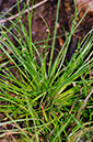 Isolepis_setacea_LP0331_25_Henley_Park