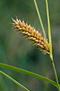 Carex_vesicaria_LP0152_64_Lingfield