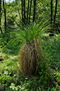 Carex_x_boenninghausiana_LP0271_19_Dry_Hill