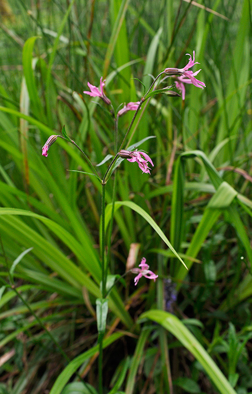 Silene_flos-cuculi_LP0400_32_Bletchingley