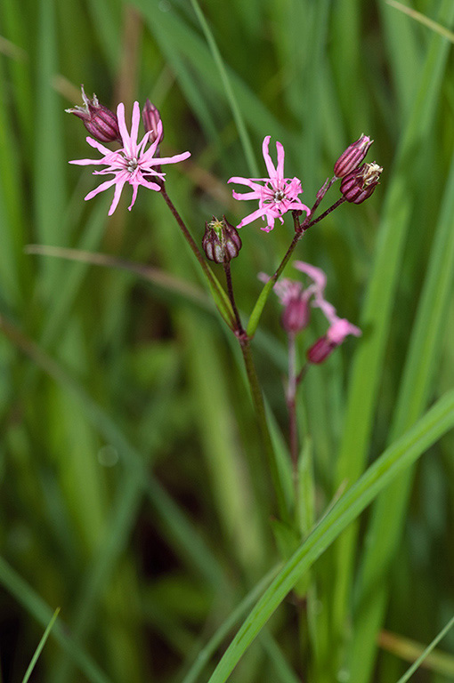 Silene_flos-cuculi_LP0536_01_Chiddingstone