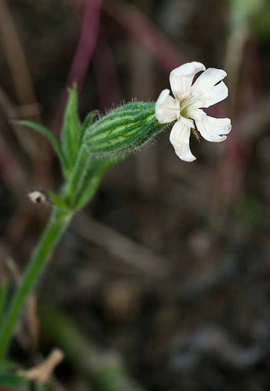 Silene_noctiflora_LP0550_11_Langley_Vale