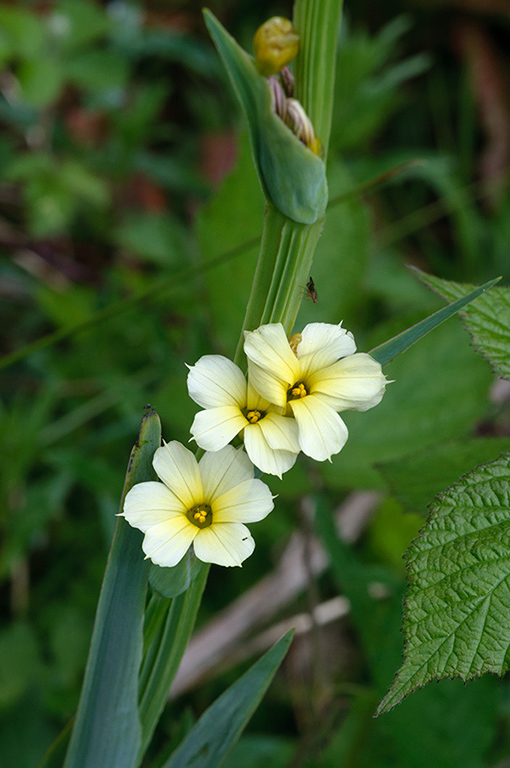 Sisyrinchium_striatum_LP0678_41_Dunsfold