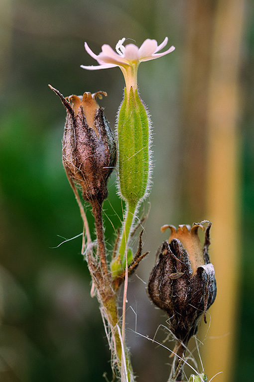 Silene_noctiflora_LP0551_10_Langley_Vale