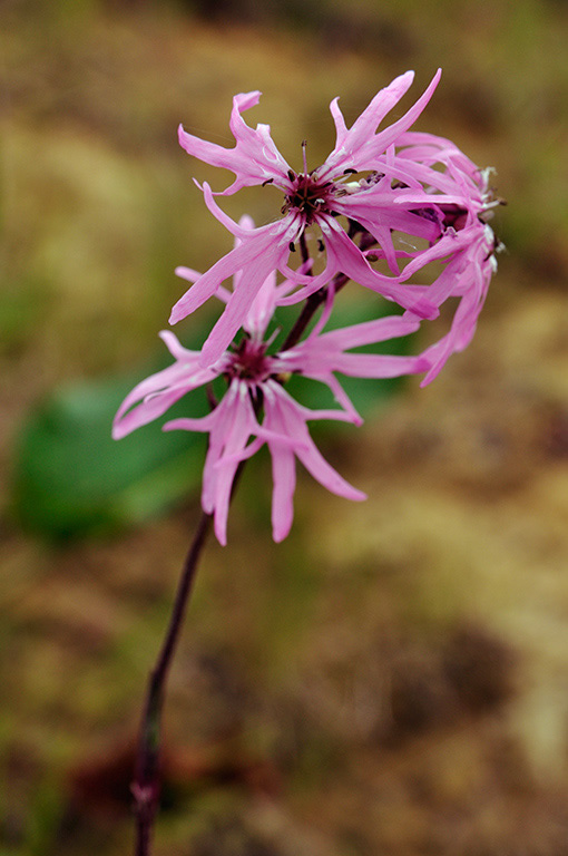 Silene_flos-cuculi_LP0402_70_Gatwick