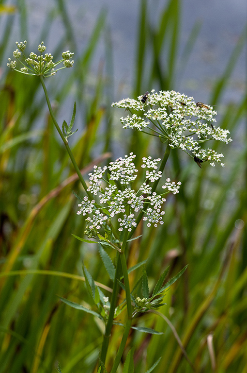 Sium_latifolium_LP0218_77_Runnymede