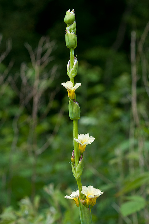 Sisyrinchium_striatum_LP0678_50_Dunsfold