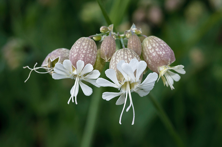 Silene_vulgaris_LP0572_25_Priest_Hill