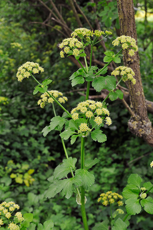 Smyrnium_olusatrum_LP0270_21_Betchworth