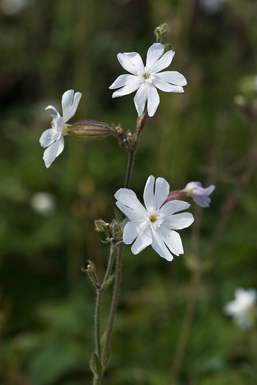 Silene_latifolia_LP0165_39_Riddlesdown