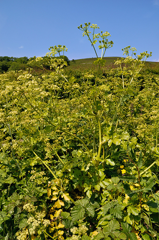 Smyrnium_olusatrum_LP0272_35_Mount_Caburn