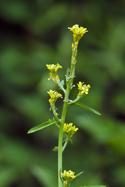 Sisymbrium_officinale_LP0206_02_Barnes