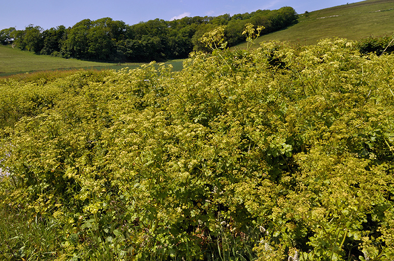 Smyrnium_olusatrum_LP0272_33_Mount_Caburn