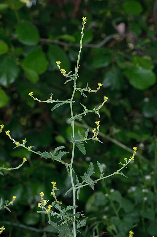 Sisymbrium_officinale_LP0533_24_Weybridge