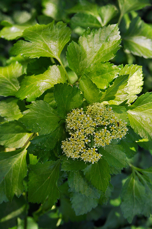 Smyrnium_olusatrum_LP0266_25_Betchworth