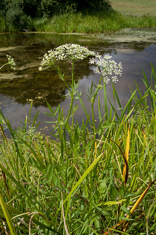 Sium_latifolium_LP0218_80_Runnymede