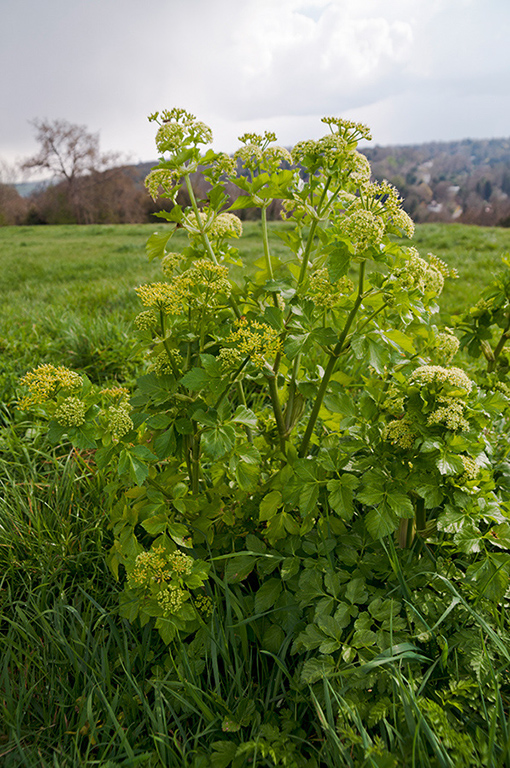 Smyrnium_olusatrum_LP0511_02_Riddlesdown