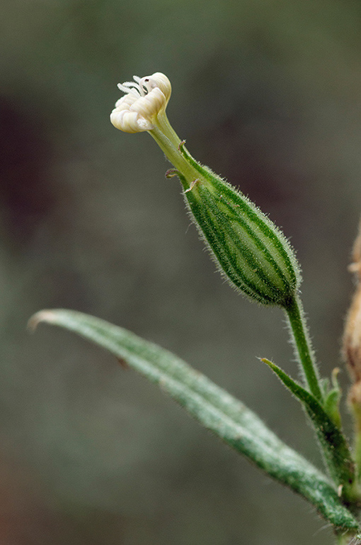 Silene_noctiflora_LP0543_28_Langley_Vale