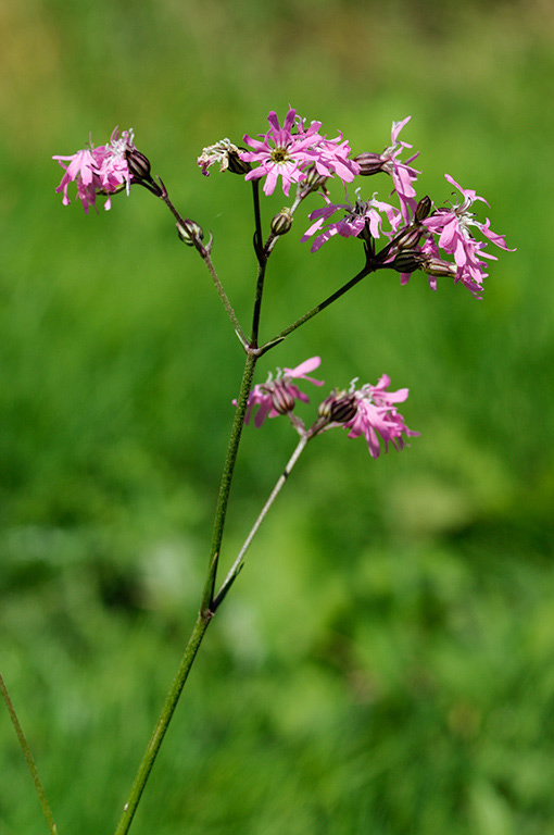 Silene_flos-cuculi_LP0326_73_Hampton_Court