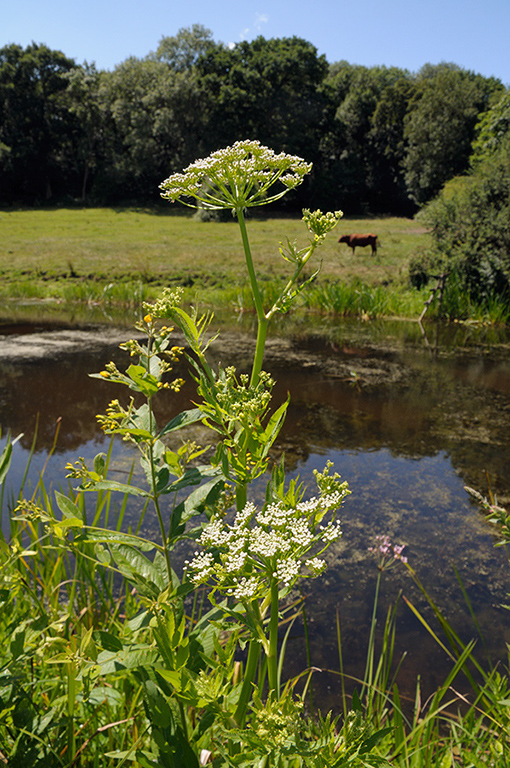 Sium_latifolium_LP0374_21_Runnymede