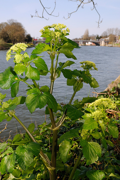 Smyrnium_olusatrum_LP0304_46_Hampton_Court