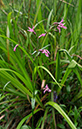 Silene_flos-cuculi_LP0400_32_Bletchingley