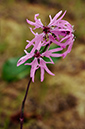 Silene_flos-cuculi_LP0402_70_Gatwick