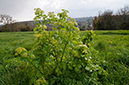 Smyrnium_olusatrum_LP0511_01_Riddlesdown