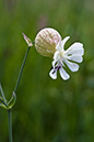 Silene_vulgaris_LP0148_18_Tatsfield