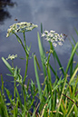 Sium_latifolium_LP0218_83_Runnymede