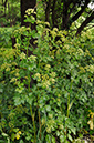 Smyrnium_olusatrum_LP0270_06_Betchworth