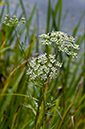 Sium_latifolium_LP0218_77_Runnymede