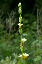 Sisyrinchium_striatum_LP0678_50_Dunsfold