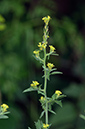 Sisymbrium_officinale_LP0533_25_Weybridge