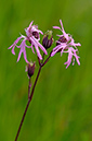 Silene_flos-cuculi_LP0366_05_Dorking